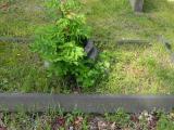 image of grave number 340536
